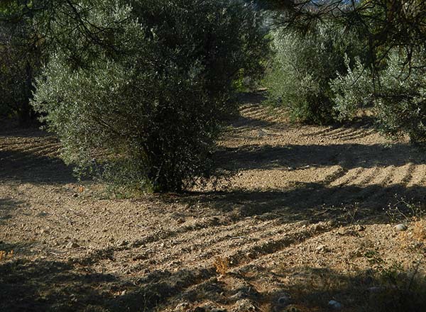 olive grove.jpg