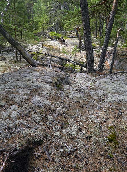 pine and lichen.jpg