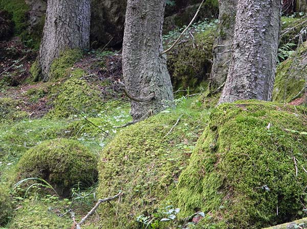 trunks and moss.jpg