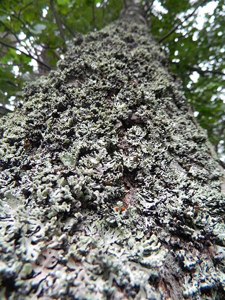 lichen encrusted bark.jpg