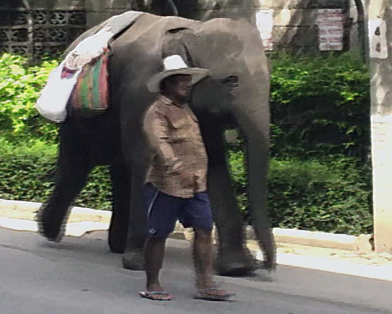 elephant man.jpg