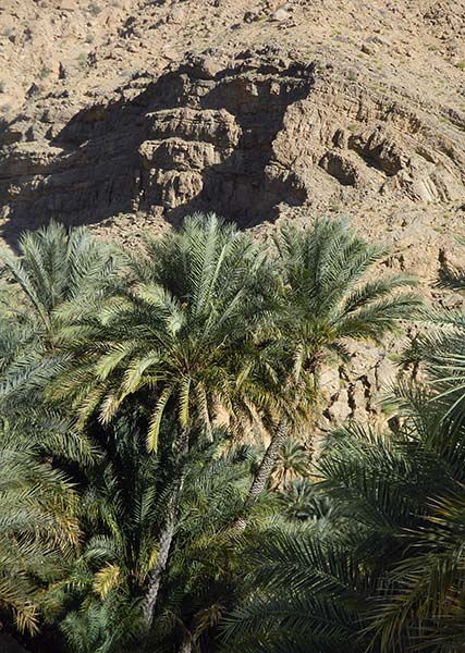 palms and cliff.jpg