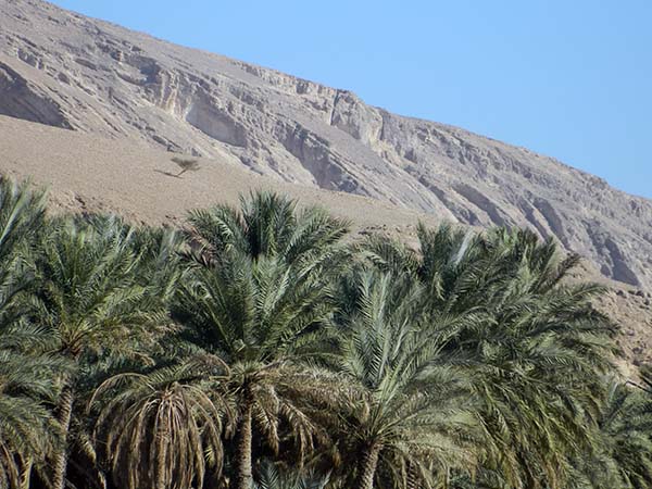 date palms and bare stone.jpg