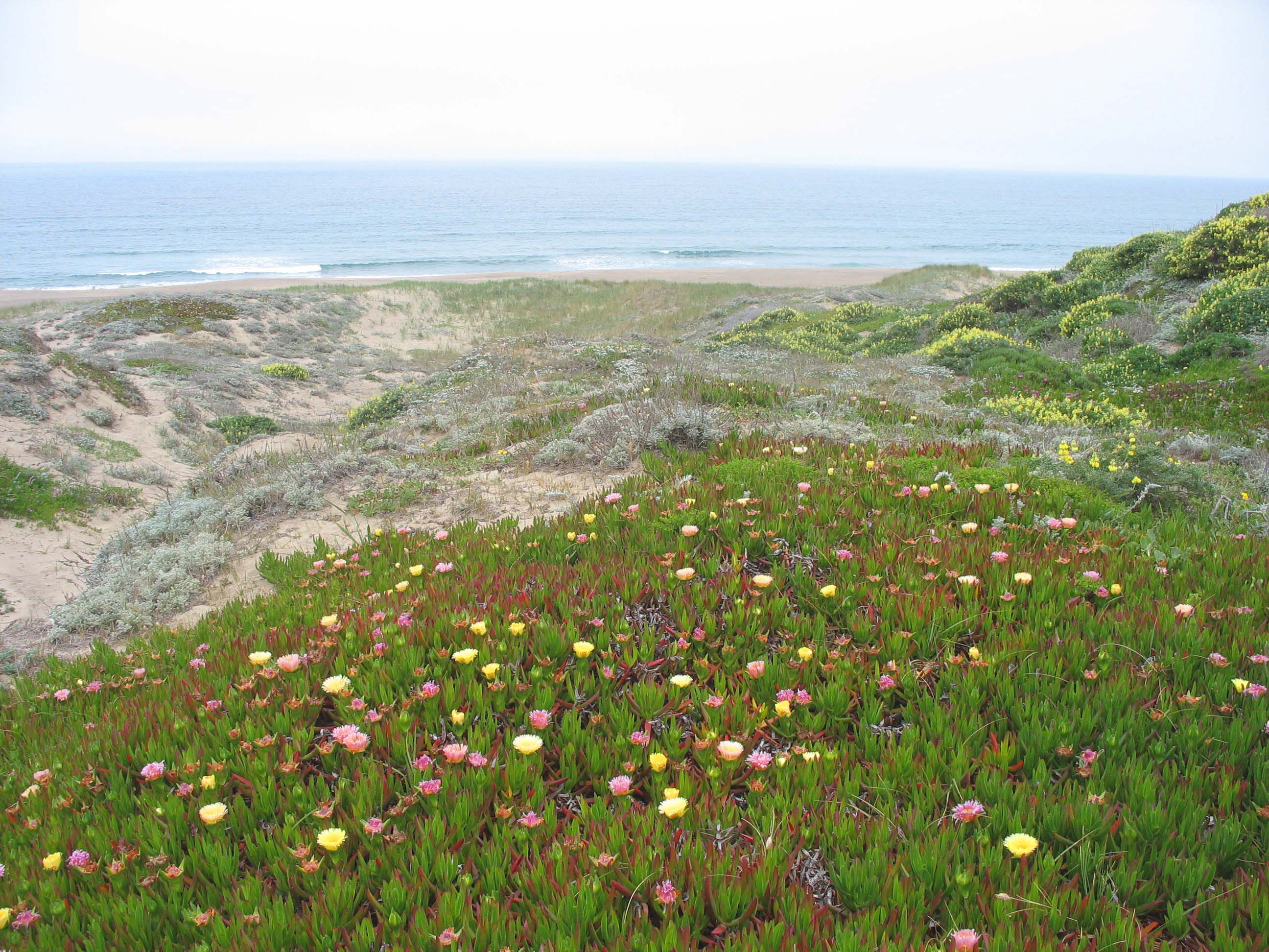 Ice-plants and sand dunes, Abbotts Lagoon, Point Reyes