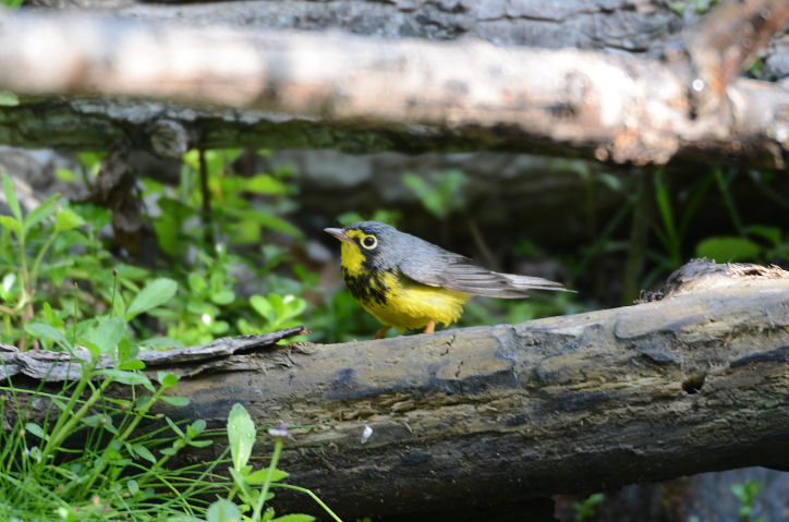 Canada Warbler  0413-1j  Mustang Island, TX