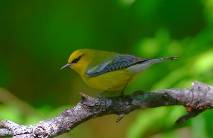 Blue Winged Warbler  0413-1j  Galveston, TX