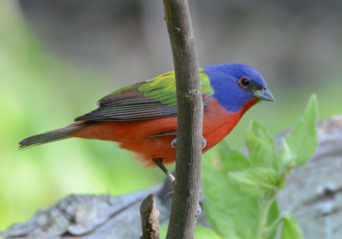 Painted Bunting  0413-2j  Mustang Island, TX