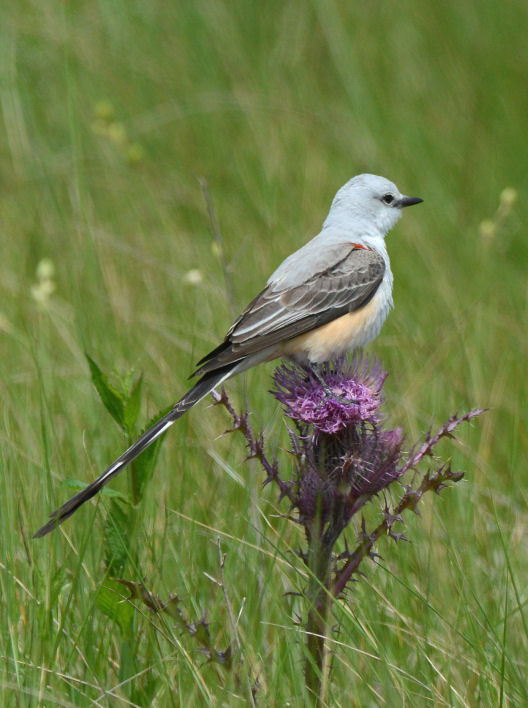 Scissor-tailed Flycatcher  0413-4j  Anhuac NWR, TX