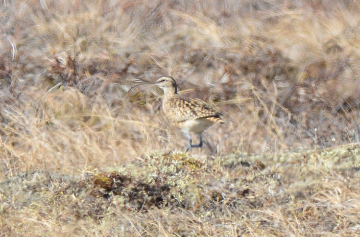 Bristle-thighed Curlew  0613-2j  Kougarok Road, Seward Penisula, AK