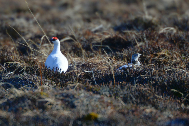 Rock Ptarmigan  0613-2j  Teller Road, Seward Peninsula, AK