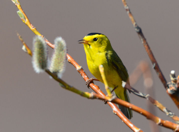 Wilsons Warbler 0613-1j  Kougarok Road, Seward Peninsula, AK