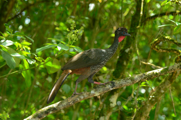 Crested Guan  0614-3j  Arenal