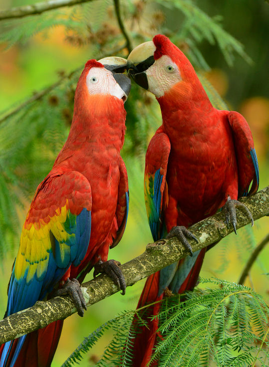 Scarlet Macaws  0614-11j  Sarapiqui