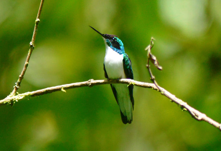 Purple-crowned Fairy  0614-2j  Arenal