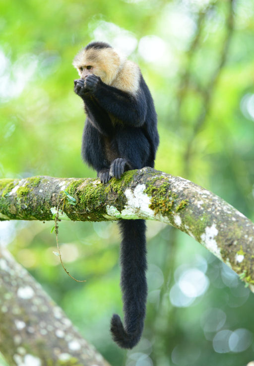 White-faced Capuchin Monkey  0114-7j  Sarapiqui