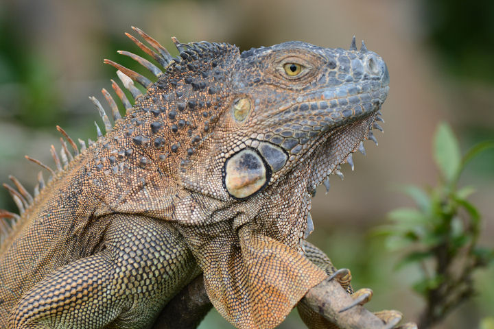 Green Iguana  0114-2j  Florencia