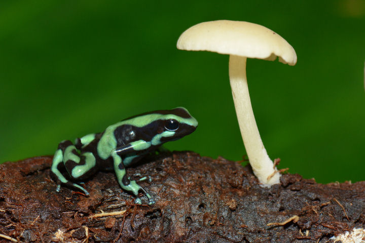 Green and Black Poison Frog  0114-5j  Laguna del Lagarto