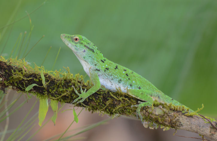 Green Tree Anole  0114-1j  Arenal Ecozoo