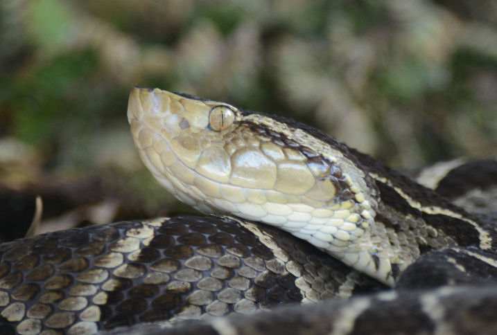 Fer-de-Lance  0114-6j  Arenal Ecozoo