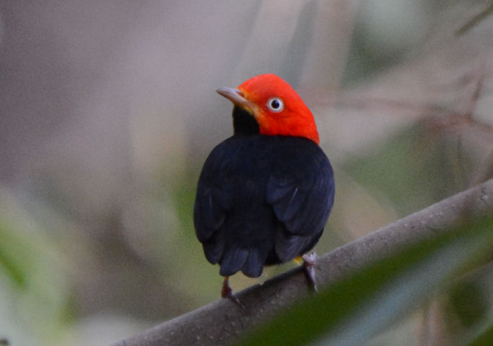 Red-capped Manakin  0215-2j  Dominical