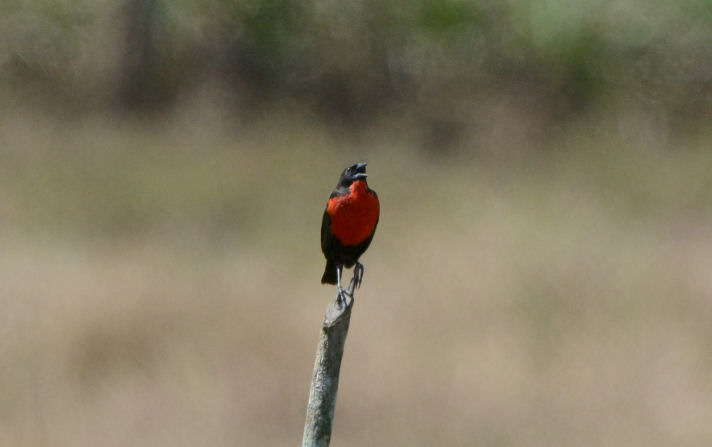 Red-breasted Blackbird  0215-1j  Golfito