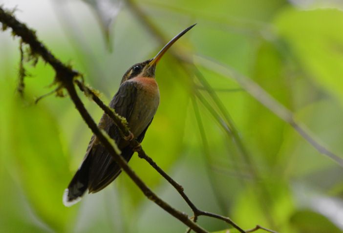 Band-tailed Barbthroat Hummingbird  0215-2j  Esquinas