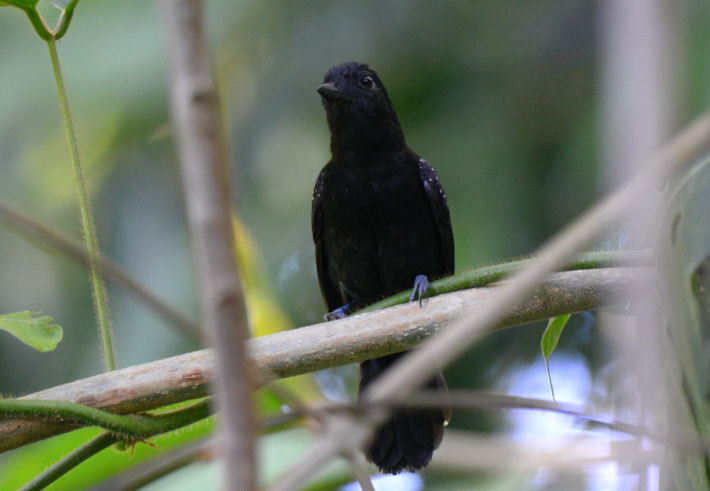 Black-hooded Antshrike  0215-4j Golfito