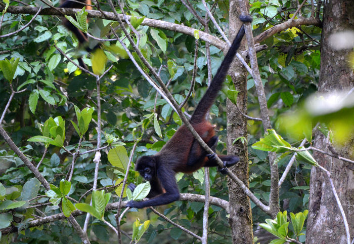 Spider Monkey  0215-1j.jpg