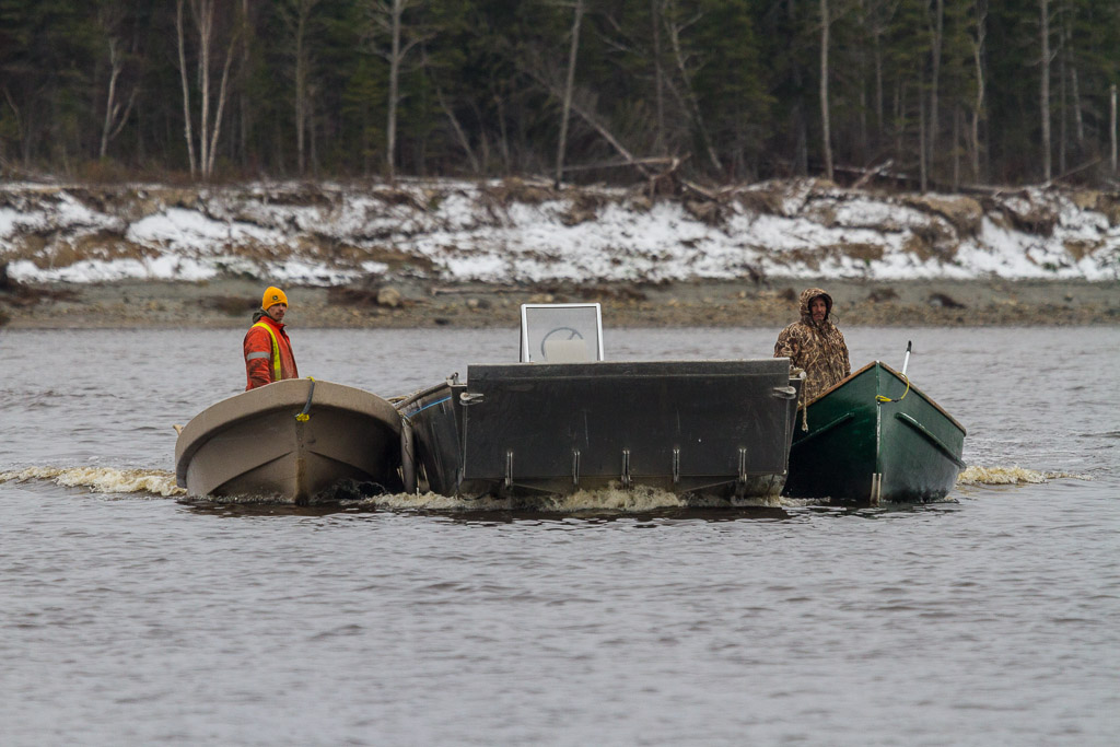 Two canoes move a small barge.