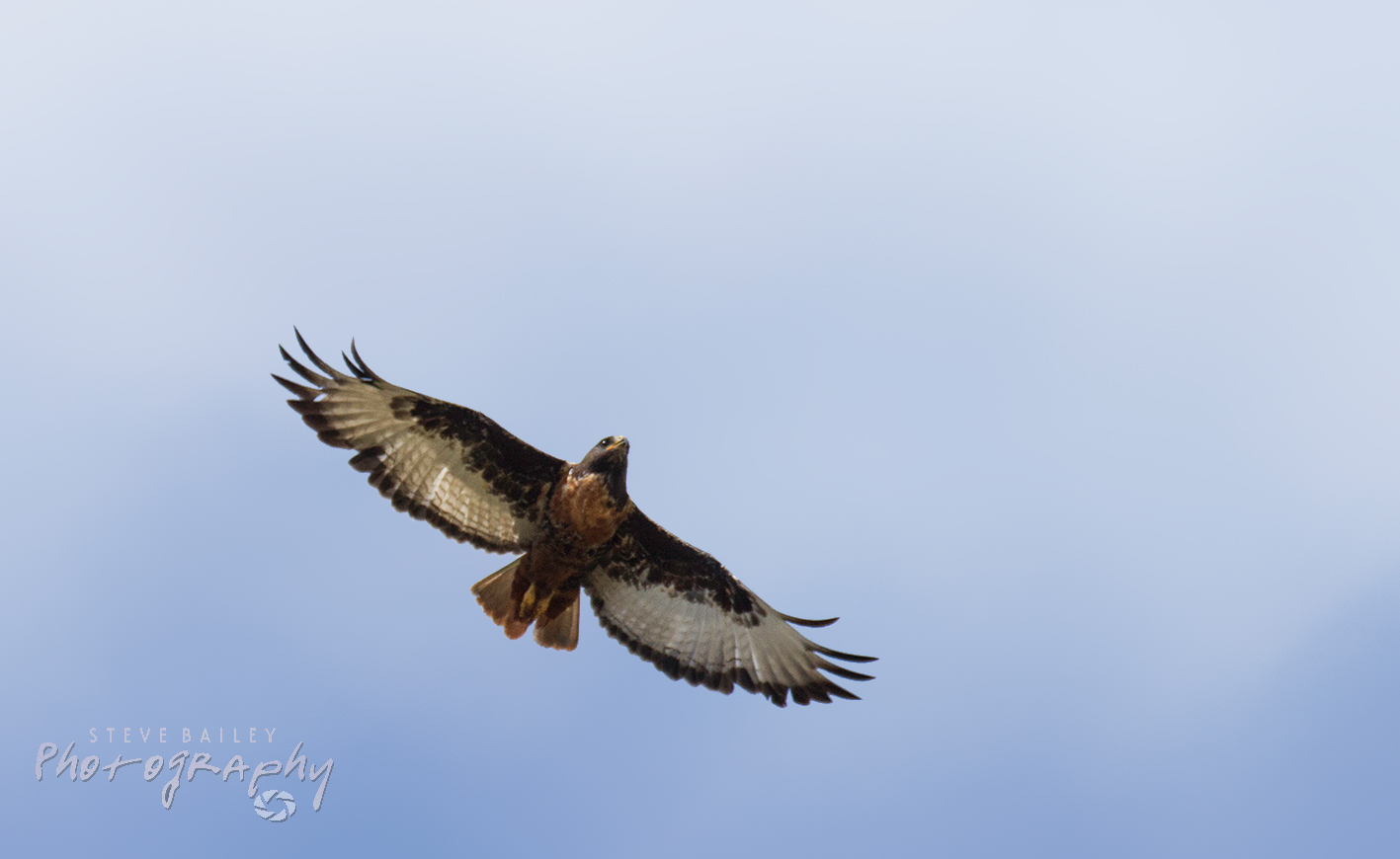 Jackall Buzzard 