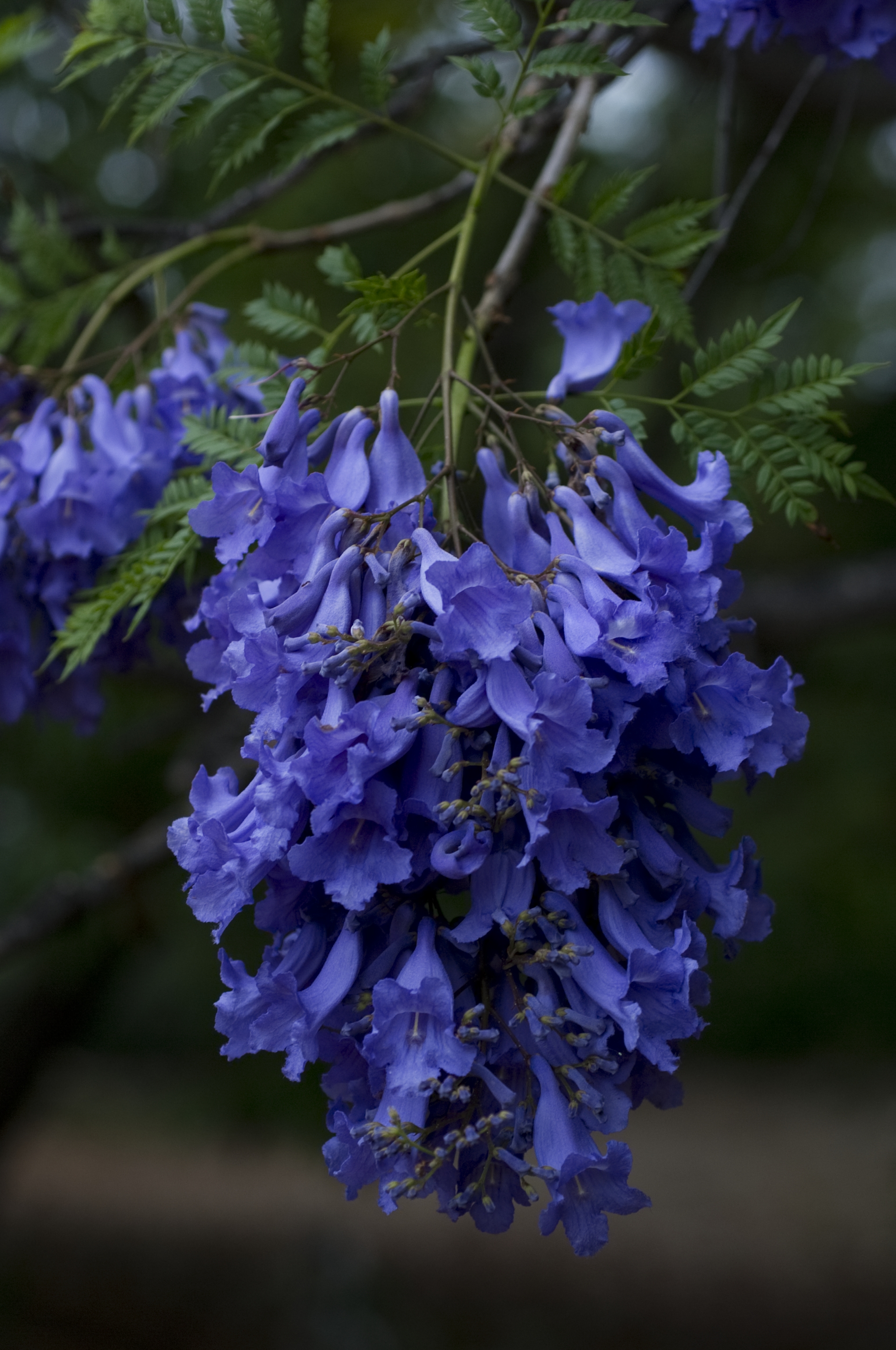 Jacaranda flowers 2015.psd