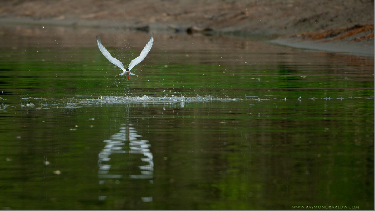 Common Tern in Flight