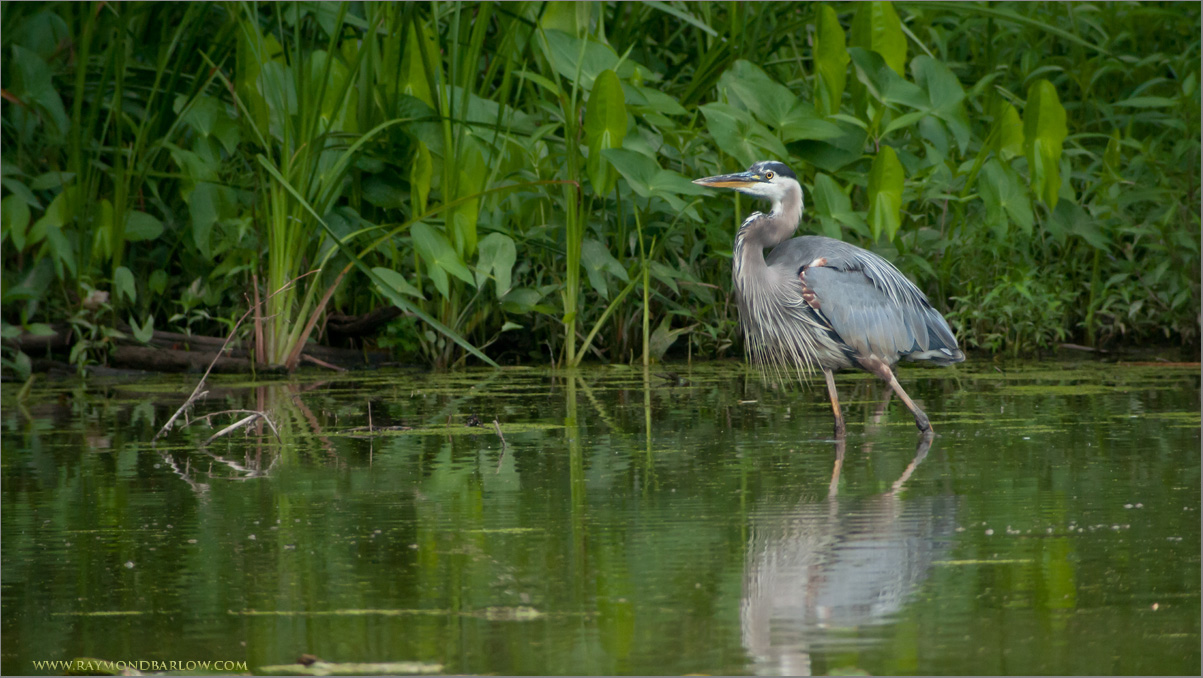 Great Blue Heron   (from about 90 yards)