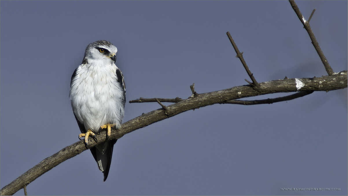 Black-winged Kite in Tanzania 