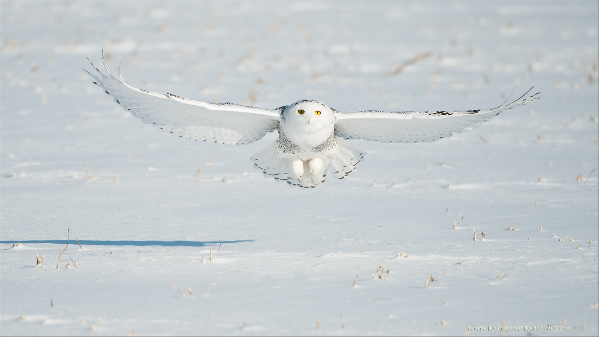Snowy Owl in Flight  