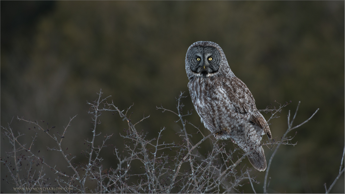 Great Gray Owl 