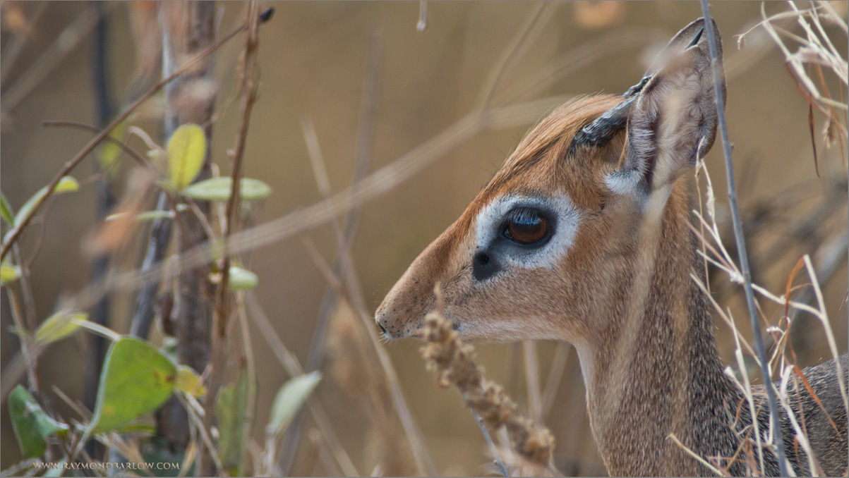 Kirks dik-dik   (Madoqua kirkii)