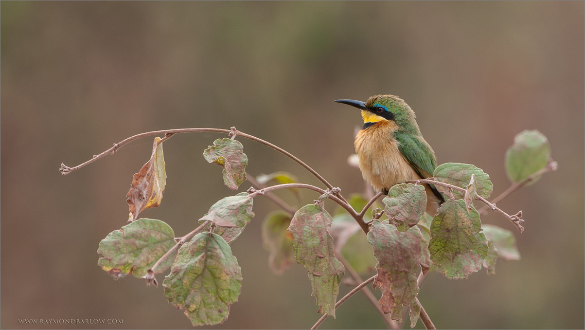 Little Bee-eater