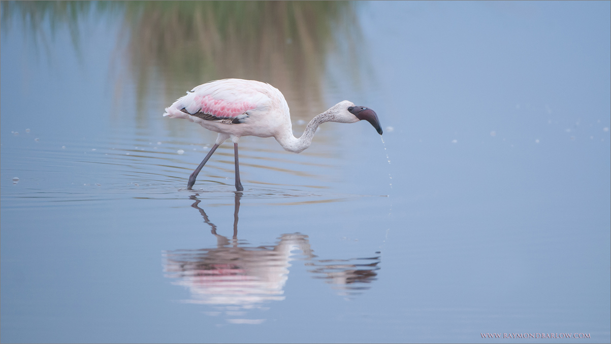 Greater Flamingo 