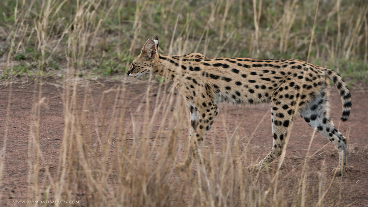 Serval in the Serengeti