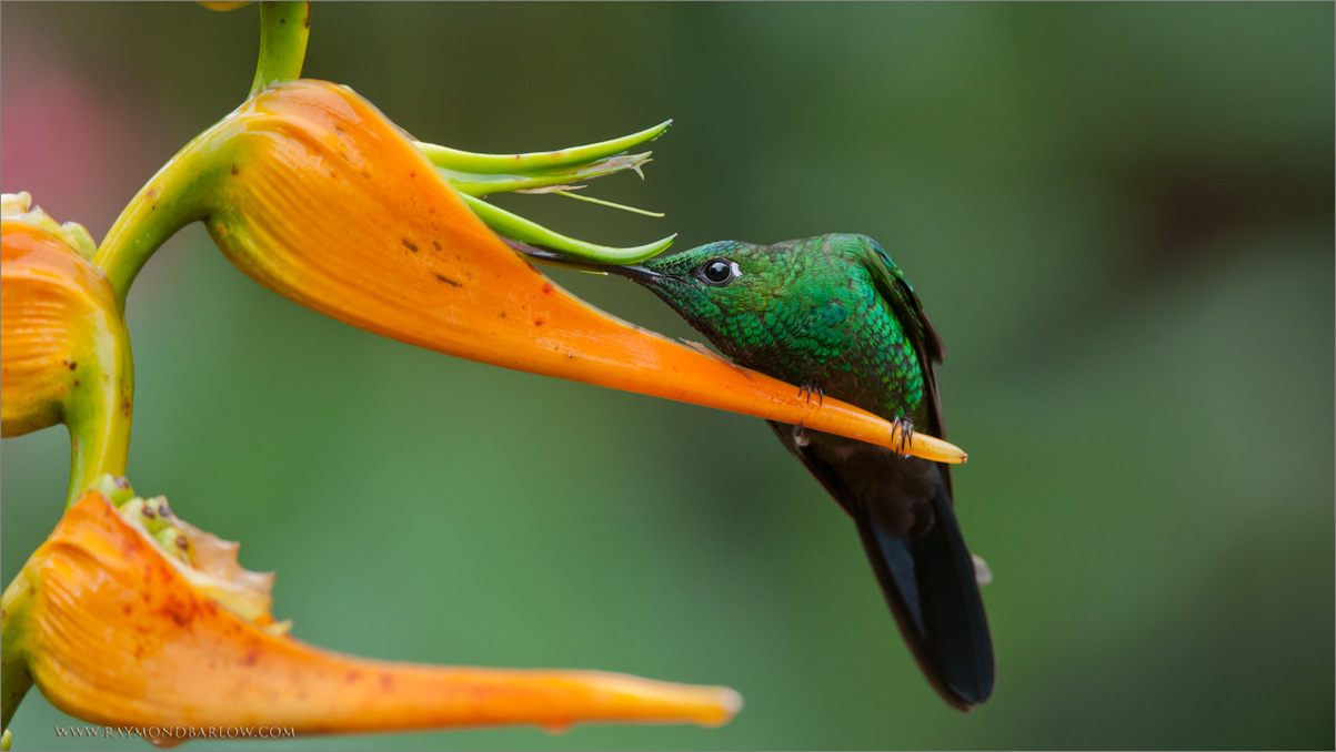 Male Green-crowned Brilliant Feeding 