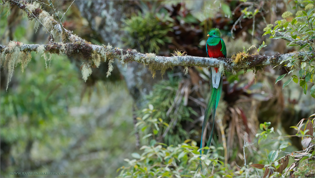 Resplendent Quetzal