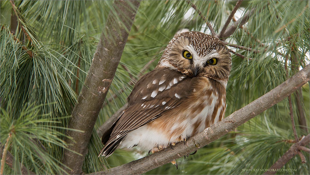 Saw-whet Owl 