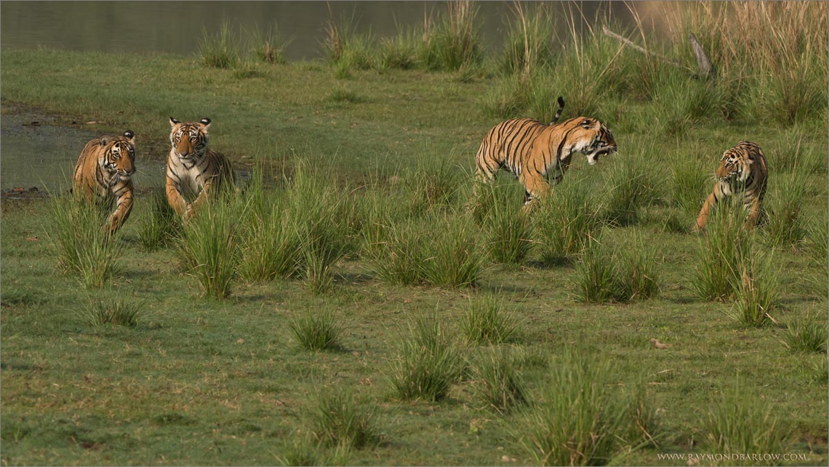 4 Tigers on the Run