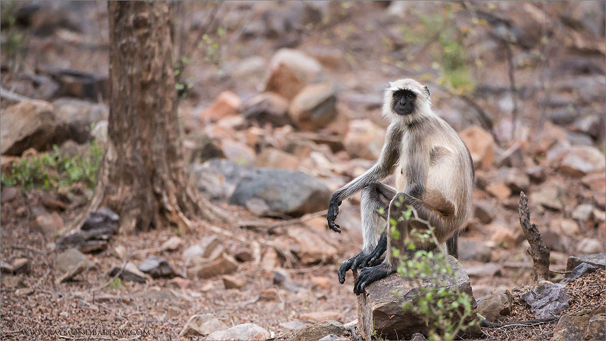 Monkey on a Rock