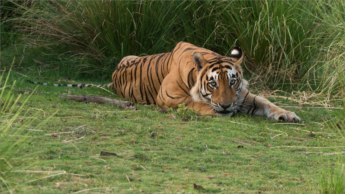 Royal Bengal Tiger