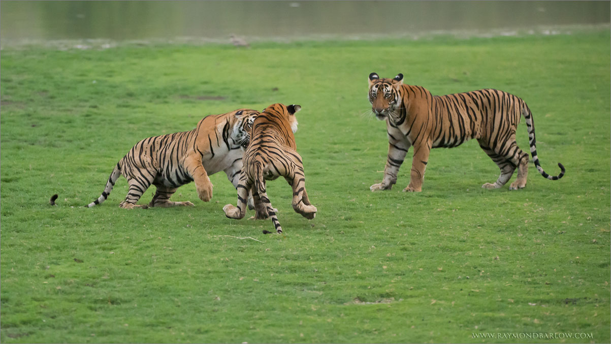 Royal Bengal Tigers in Battle