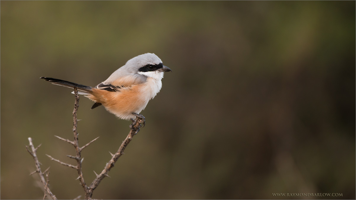 Long Tailed Shrike in India 