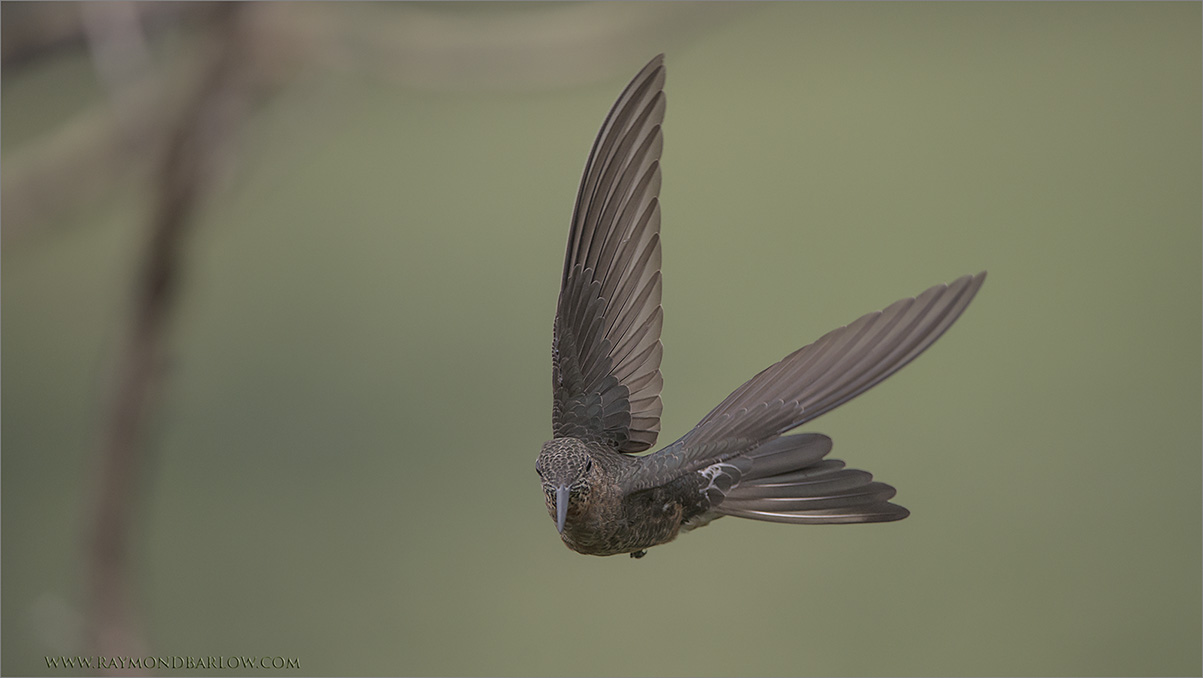 Giant Hummingbird