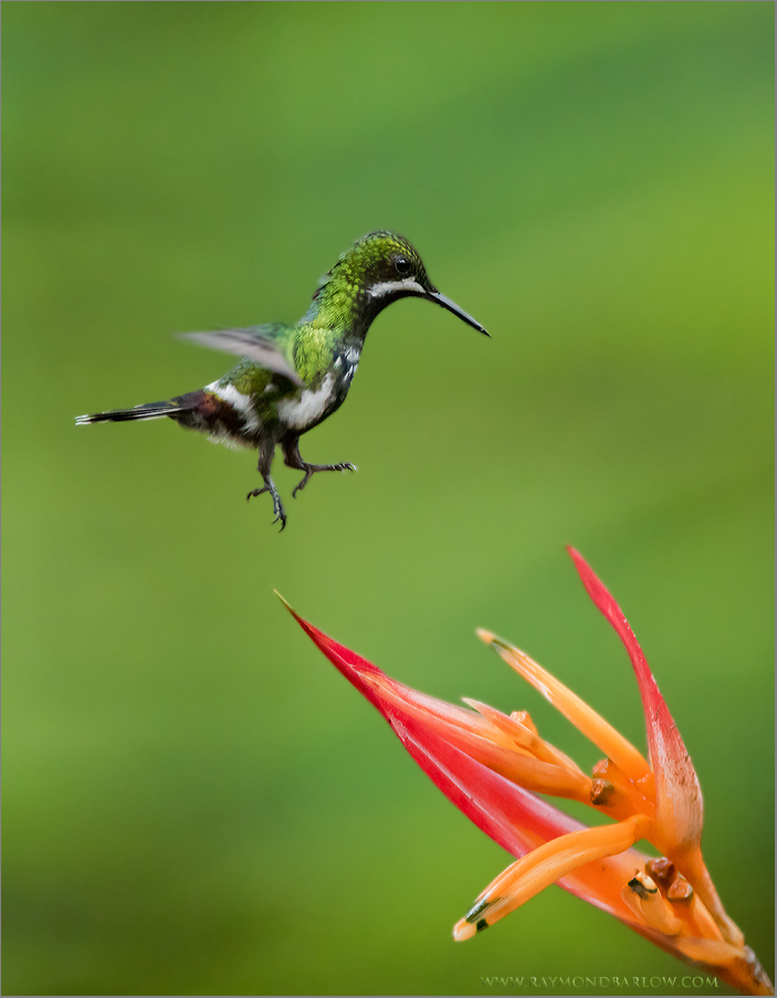 Green Thorntail Landing 